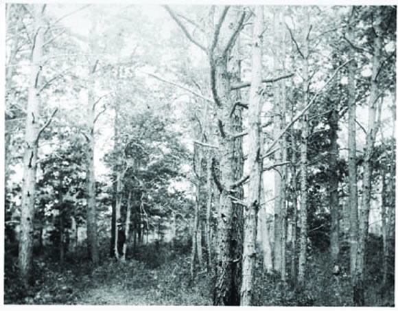 Woodbine Trees