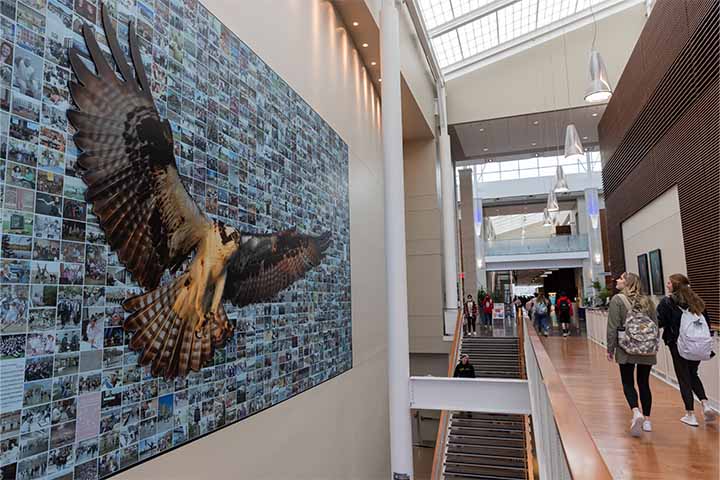 A mural of photos with an osprey hangs in the Campus Center